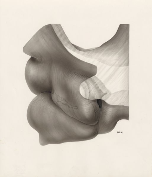 H.G Wetselaar, Embryonic tissue