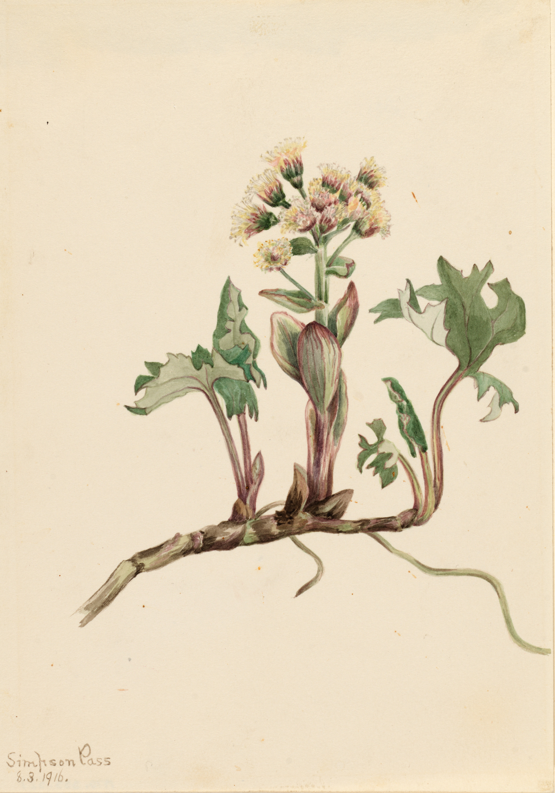 Mary Vaux Walcott, Northern Butterbur (Petasites hyperboreus)