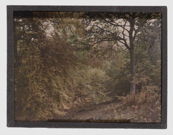 Unknown, Autumn Tints- Chedworth Woods- Cotswolds; Chedworth Woods
