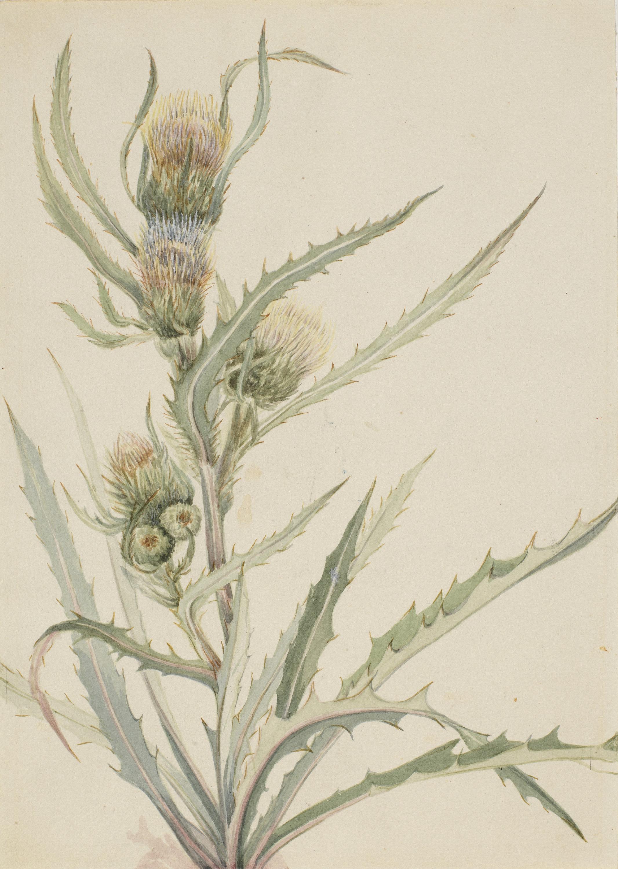 Mary Vaux Walcott, White Thistle (Cirsium hookeranum)
