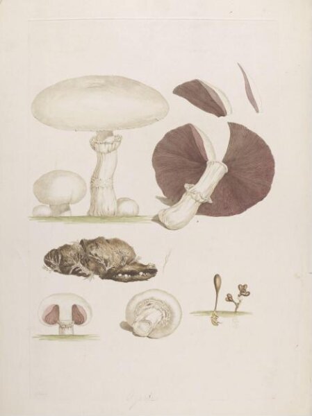 John Miller, Print