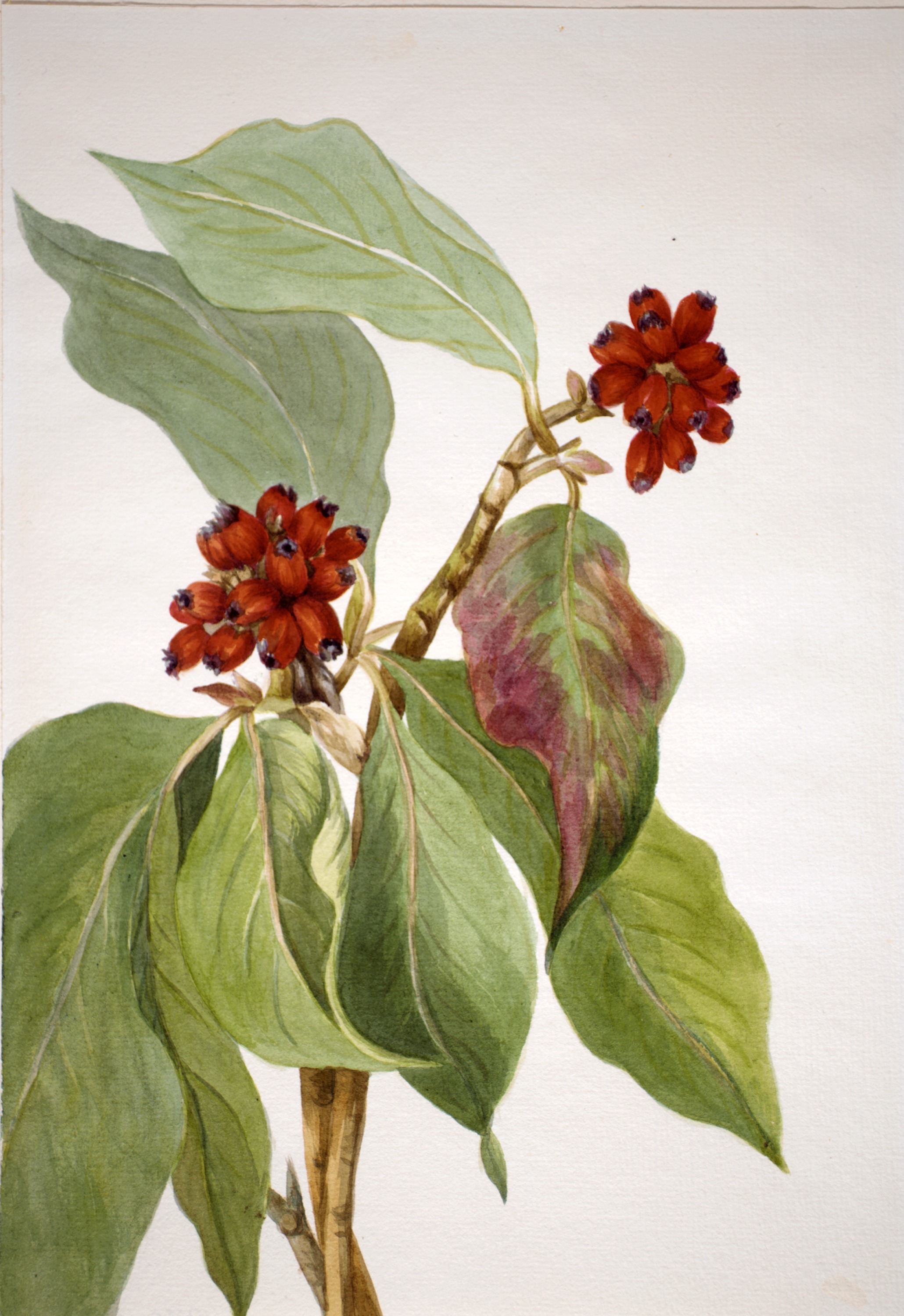 Mary Vaux Walcott, Pacific Dogwood (Cornus nuttallii)