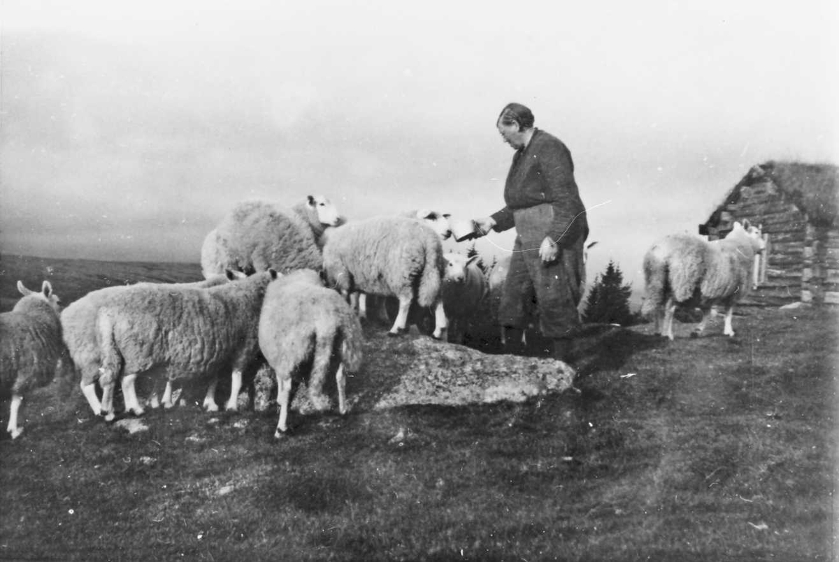 Rachel Haarseth, Kvinne, sauer, seterhus. Siri Måna, Finstad som sauegjeter
