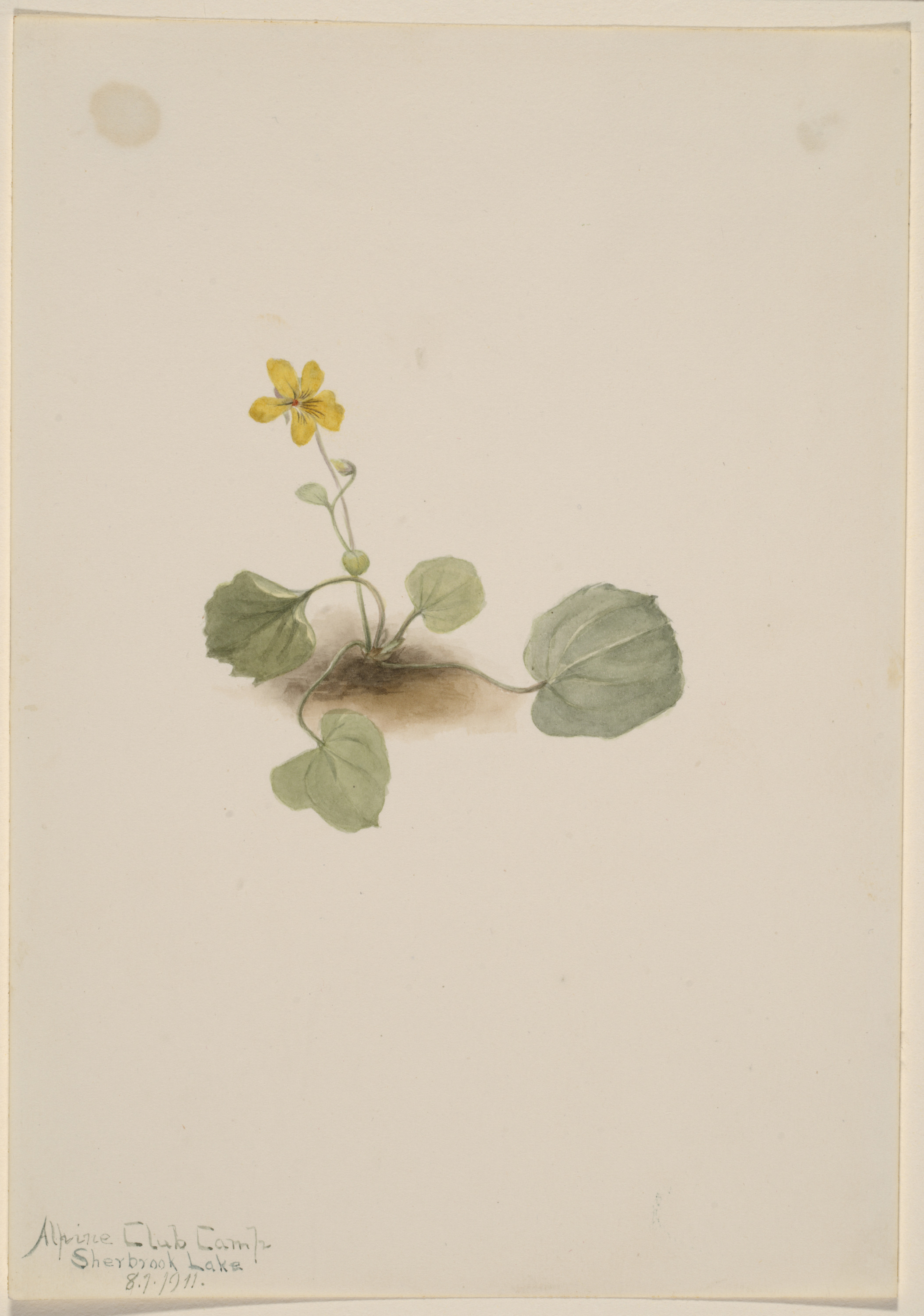 Mary Vaux Walcott, Viola orbiculata