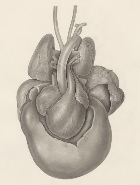 H.G Wetselaar, Heart and adjacent organs