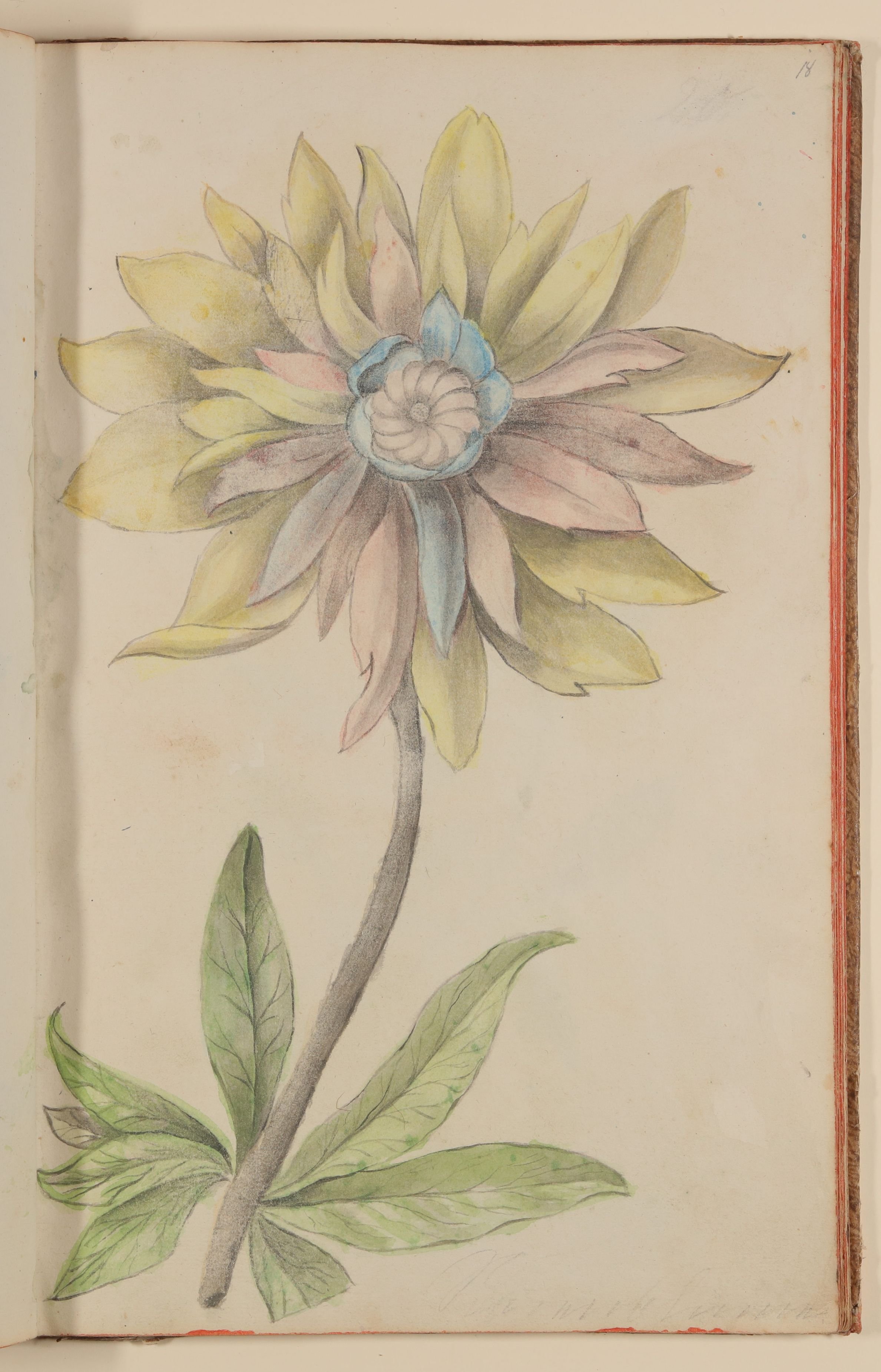 Marianne Franziska Seiffert von Klettenberg, Blume mit vielfarbigen Blütenblättern [aus einem Skizzenbuch der Marianne Franziska Seiffert von Klettenberg]