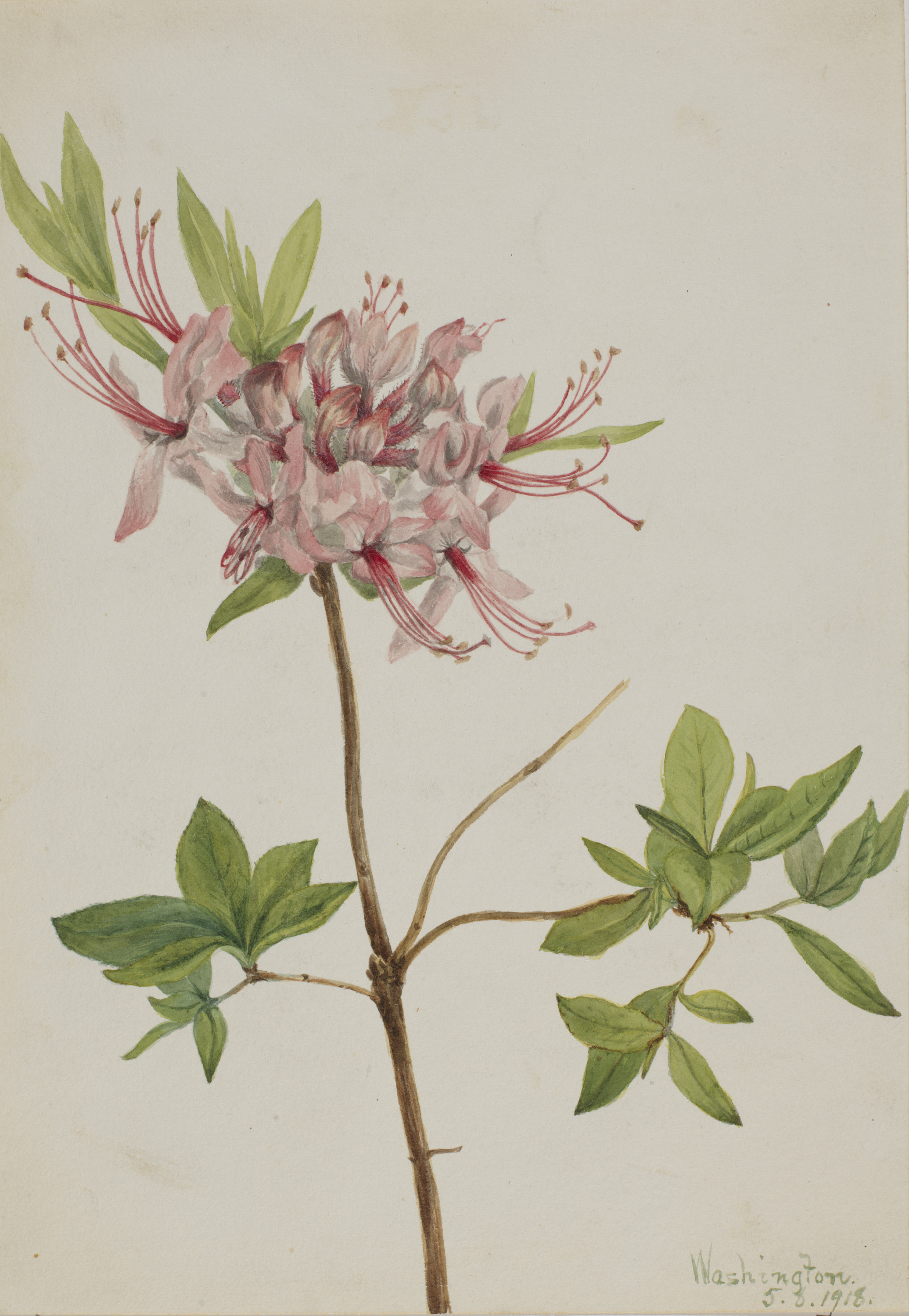 Mary Vaux Walcott, Pinxter Bloom (Azalea nudiflora)