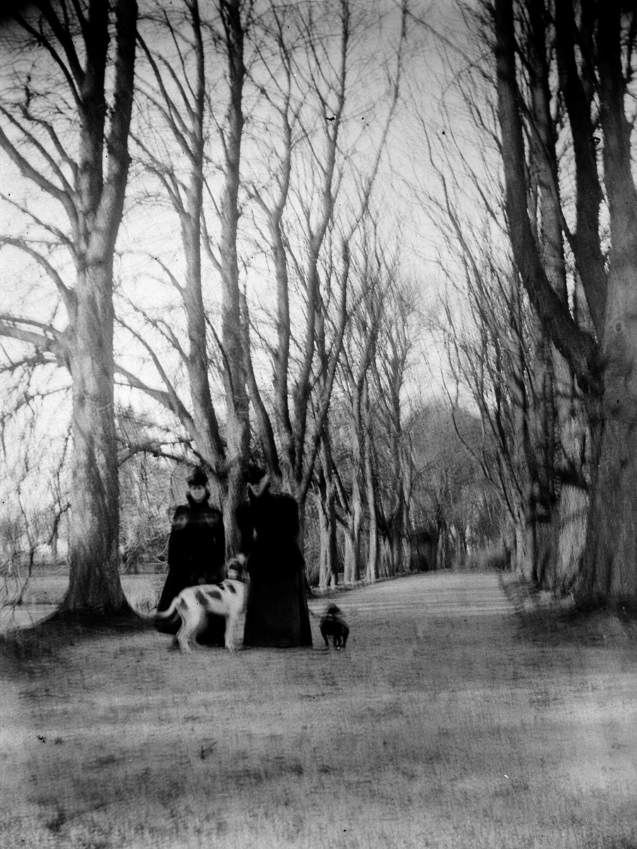 Juliane Fredrikke Langberg, 2 kvinner spaserende med hund i allè, ant. i Tyskland. Fotografens niese Sigrid Holm var gift med mann fra Hamburg. Fra malerinne Juliane Fredrikke Langbergs (1856-1930) samling, tatt ca.1895-1910 med motivkrets slekt og venner samt steder tilknyttet samvær med disse.