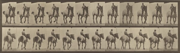 Eadweard J. Muybridge, Animal Locomotion
