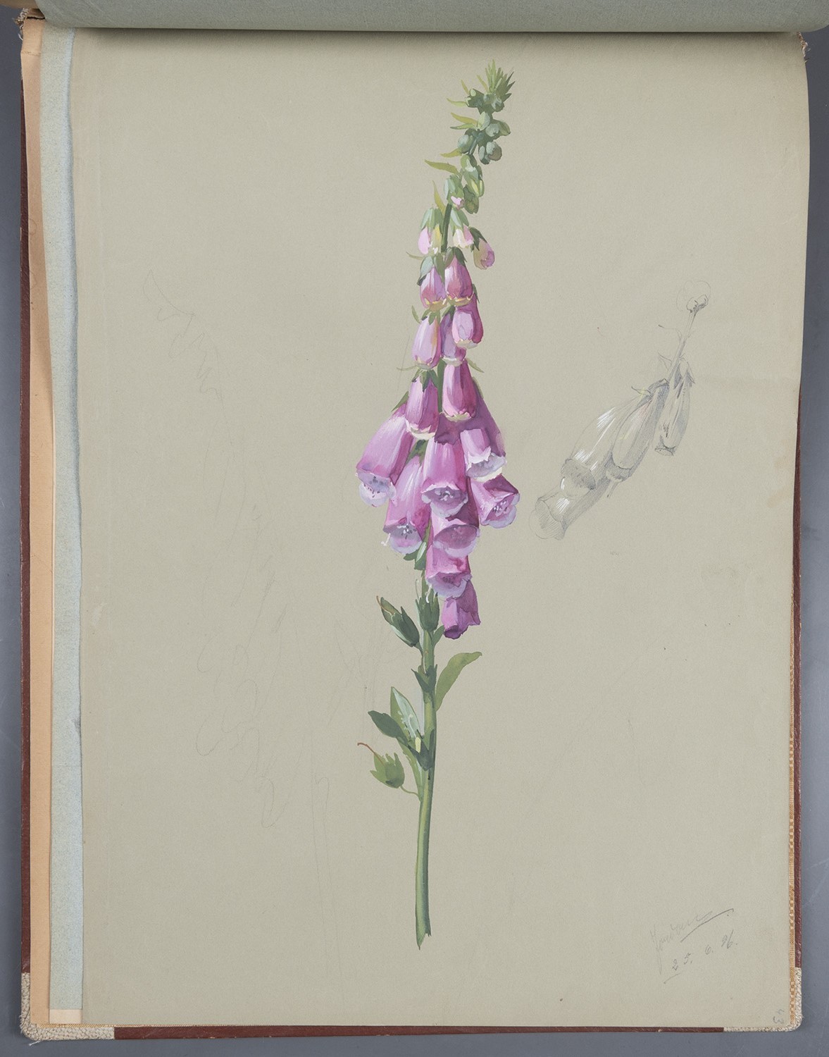 Paul Jordan, Blumen: Fingerhut-Blüte (Rückseite Chrysanthemen-Blüten)