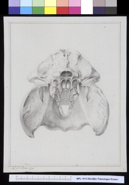Poster, H.J, (active, Animals: unidentified animal, skull