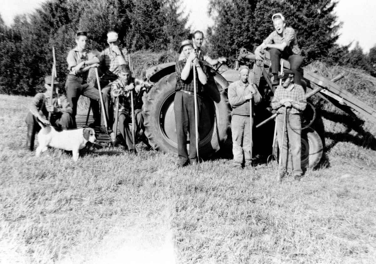 Anno Domkirkeodden, SLÅTTONN, HØYONN, TRAKTOR, GRUPPE: 9 FRA VENSTRE: OSKAR FREDRIKSBERG, ROLF SANDVOLL, KRISTIAN BROVOLD, LEIF BROVOLD, ARNULF, FRA HØYRE: ASBJØRN SANDVOLL, OLAF NORDSVEEN, ASBJØRN BROVOLD I MIDTEN, TORGRIM SANDVOLL, SOLLIA