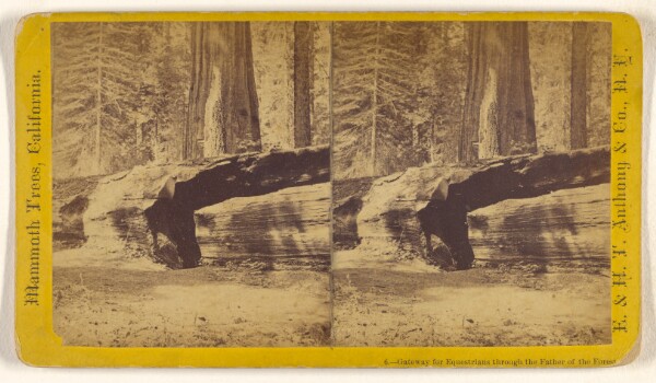Edward and Henry T. Anthony & Co., Gateway for Equestrians through the Father of the Forest. [Mammoth Trees, California]