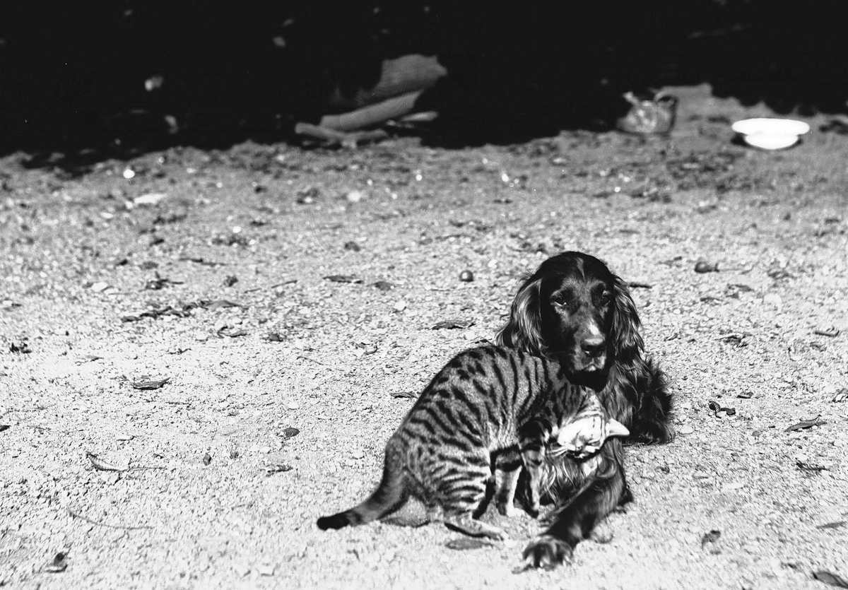 Solveig Lund, Utendørsfotografi av en katt som gnir seg mot en hund.
