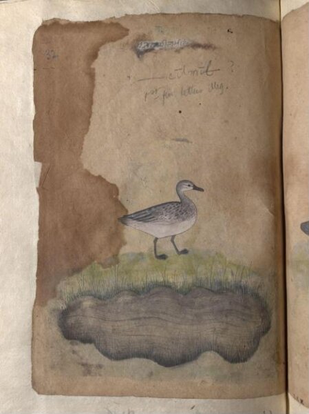Unknown, Depictions of an Indian darter and Duck (unidentified) of Northern India