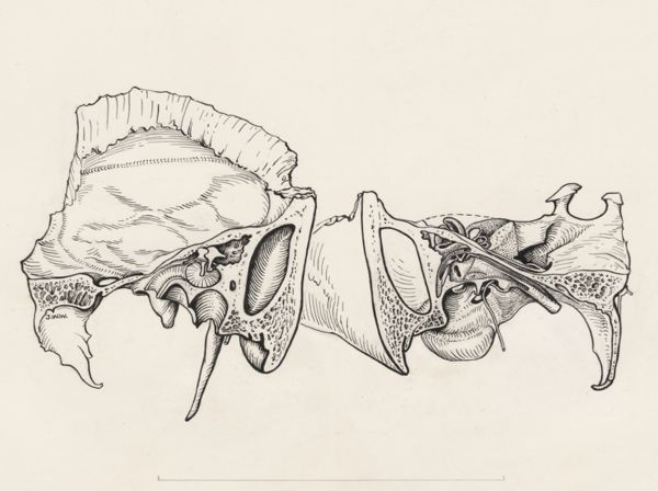 J Wetselaar-Whittaker, Human tissue