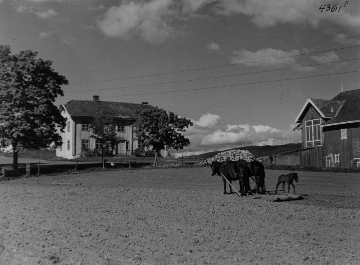 Anders Beer Wilse, Landbruk, jordbruk, husdyrhold, hest, Valdres.