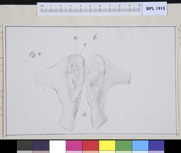 M Houtman, Pubis bone
