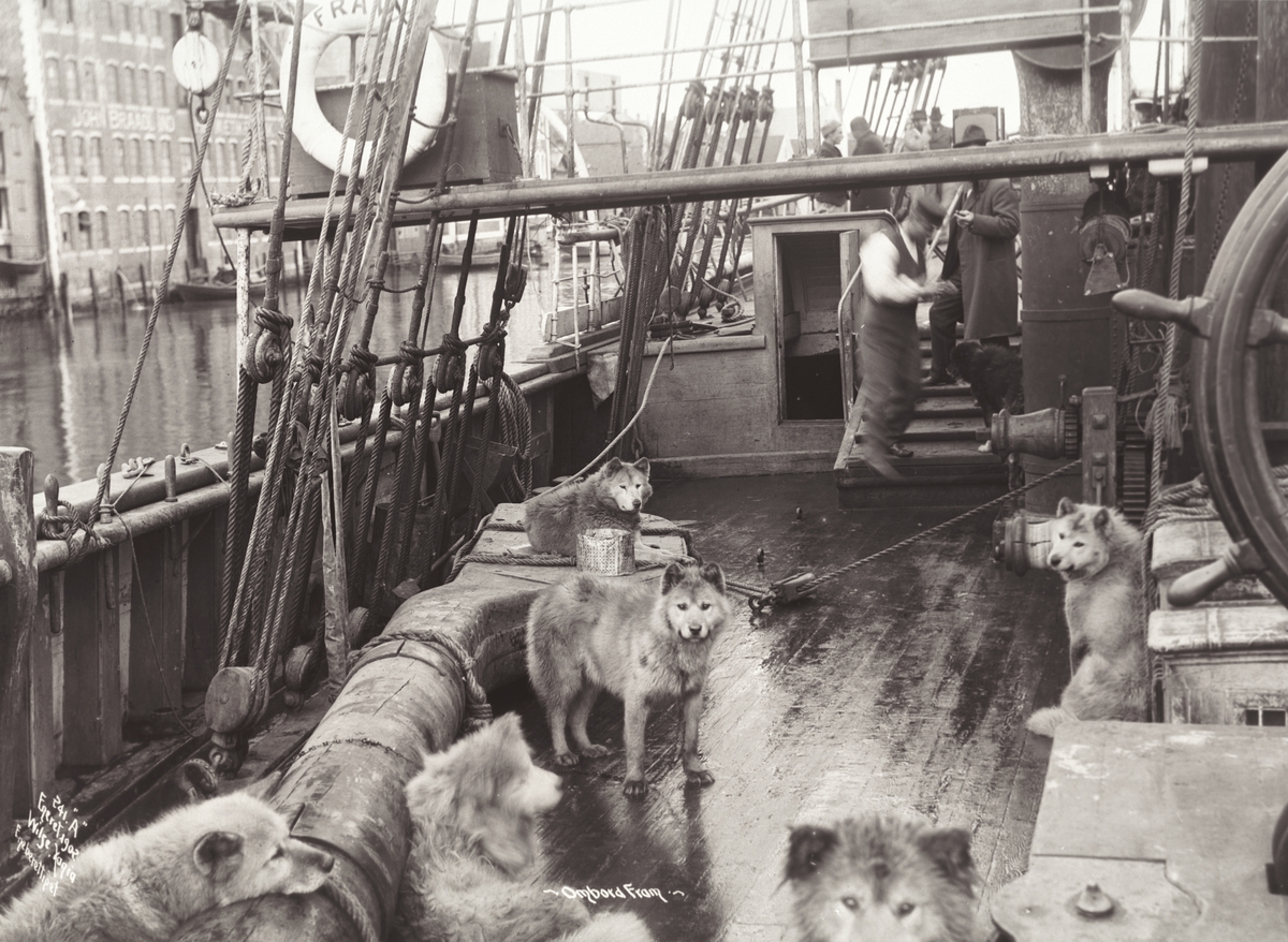 Anders Beer Wilse, Prot: Sverdrup Expedition Hunde paa Dækket