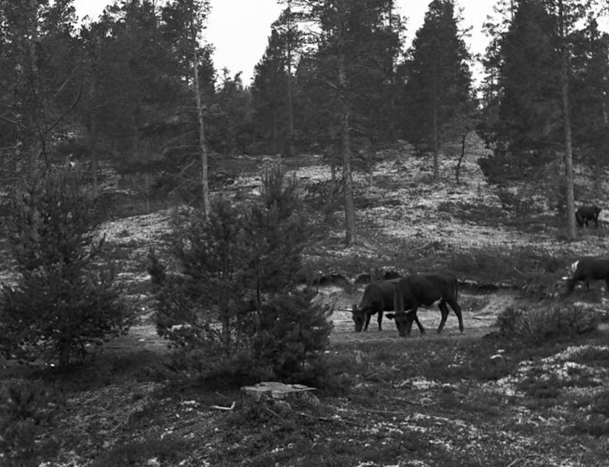 Per K. Lien, Ku i furuskog, på beite langsmed bygdaveien?