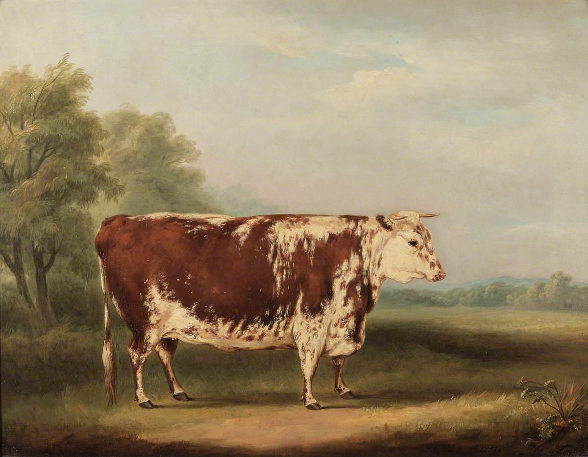 William Henry Davis, Hereford Cow