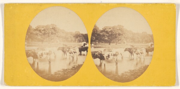 Unknown, [Cattle fording stream]