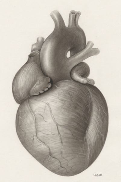 H.G Wetselaar, Heart and adjacent organs