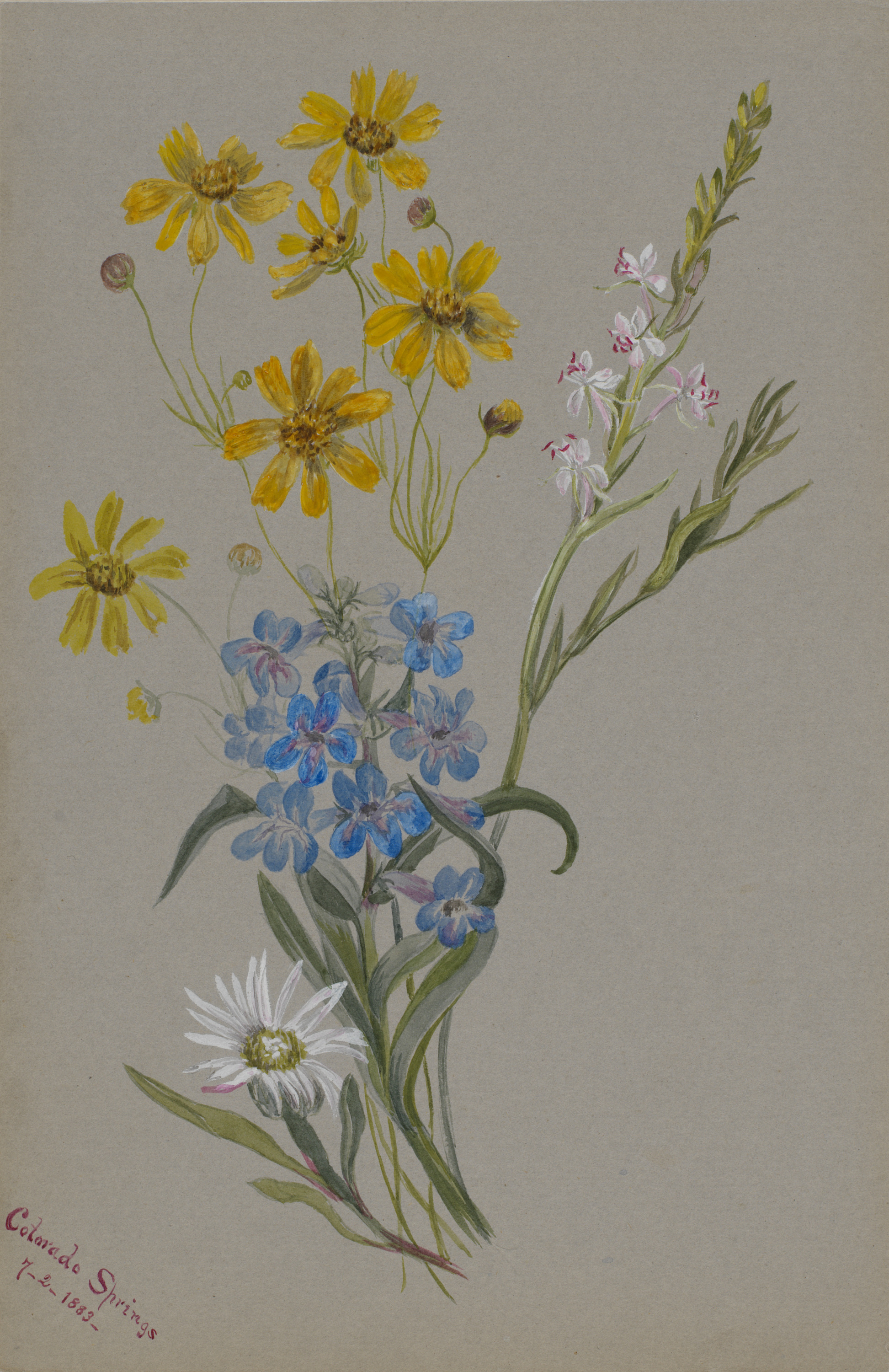 Mary Vaux Walcott, (Untitled, Group of Flowers)