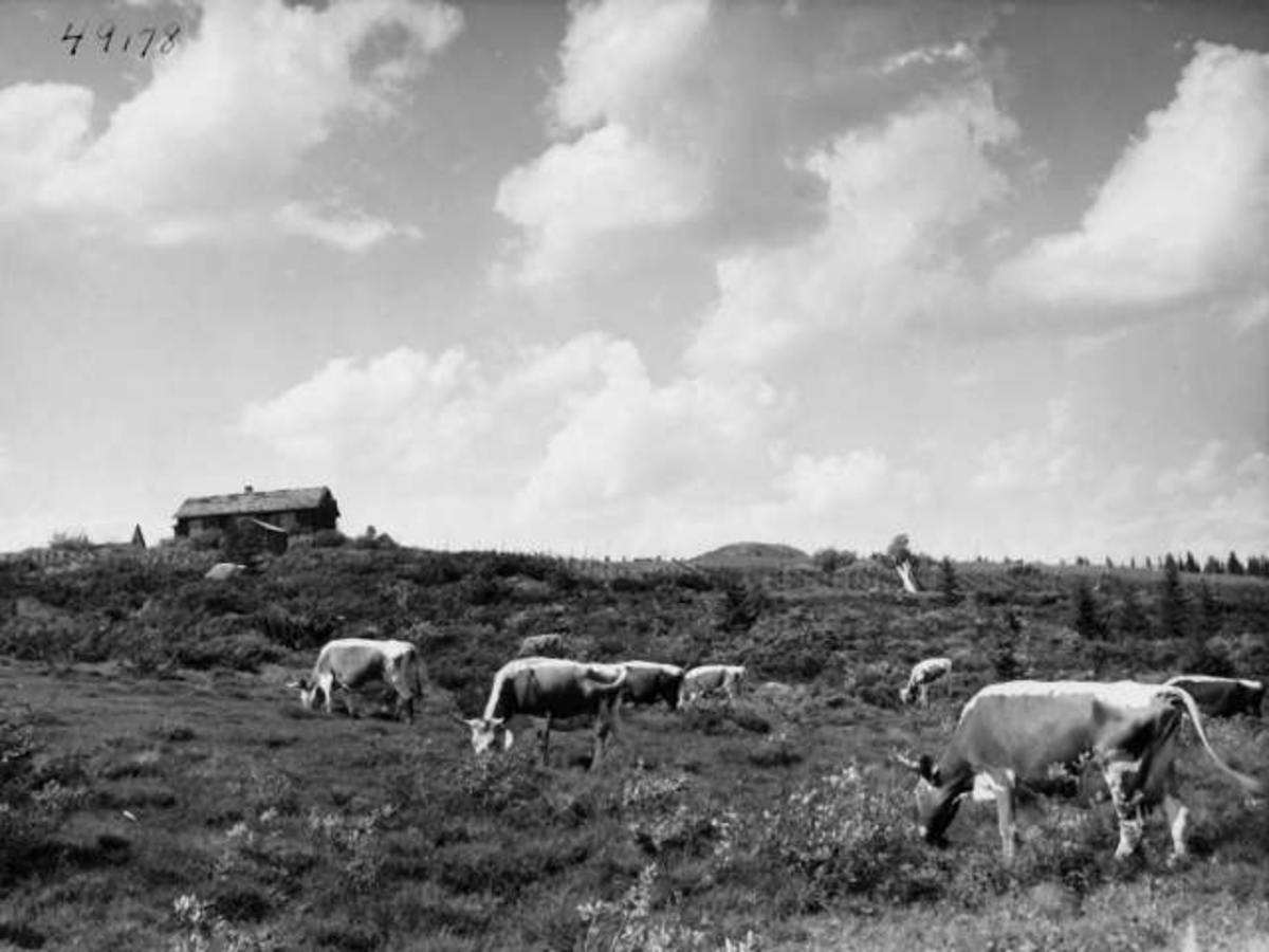 Anders Beer Wilse, -7926