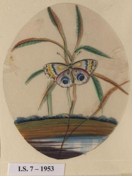 Unknown, One of six unidentified butterflies on leafy sprays.