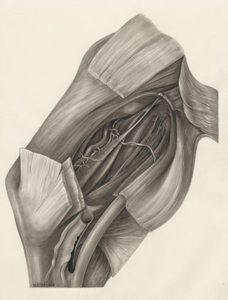 H.G Wetselaar, Muscular tissue of the hand or fingers