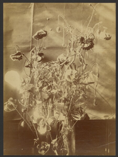 Unknown, [Group of plants in bottle vases]