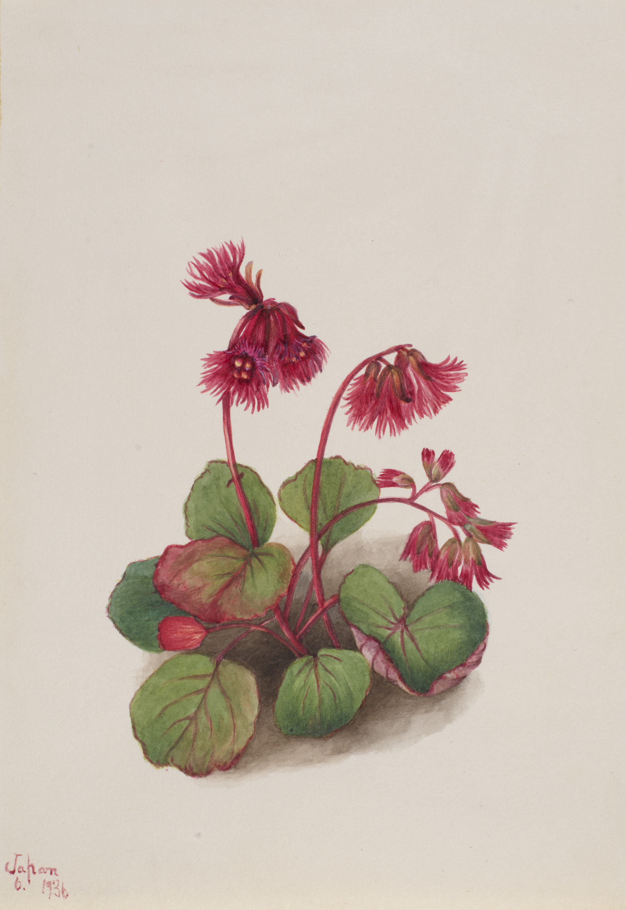 Mary Vaux Walcott, Schizocodon soldanelloides