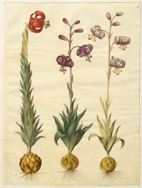 Hans Simon Holtzbecker, Lilium pomponium (pompon-lilje); Lilium martagon (krans-lilje)