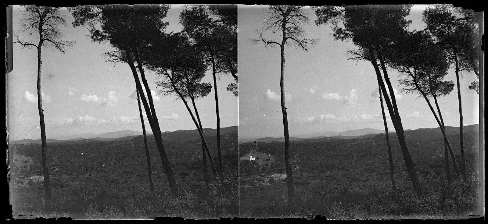 Desconegut, [Bosc a Vallvidrera]