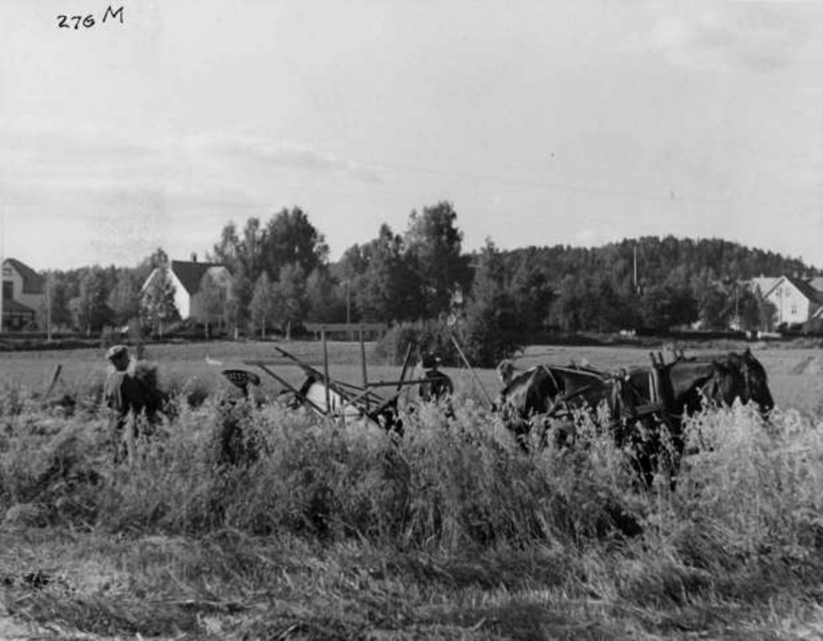 Anders Beer Wilse, -8021