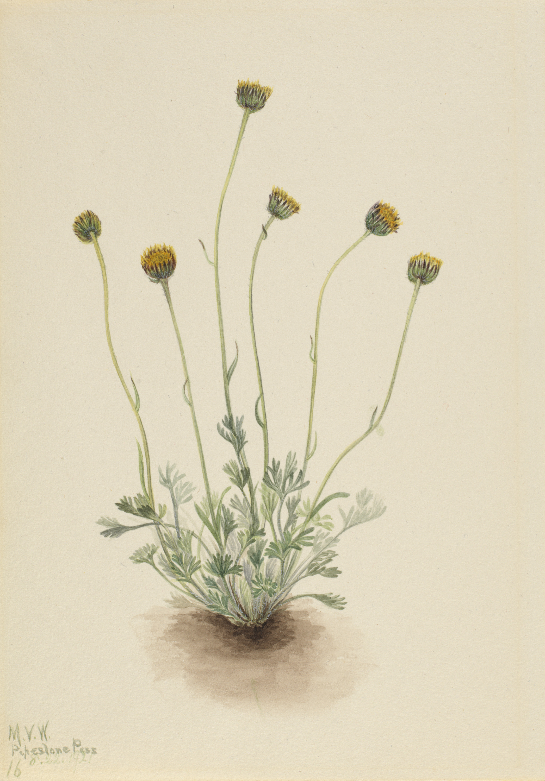 Mary Vaux Walcott, Cut Leaf Fleabane (Erigeron compositus nudus)