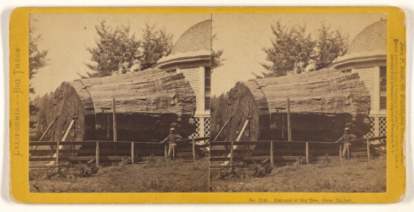John P. Soule, But-end [sic] of Big Tree, diam. 25 feet.