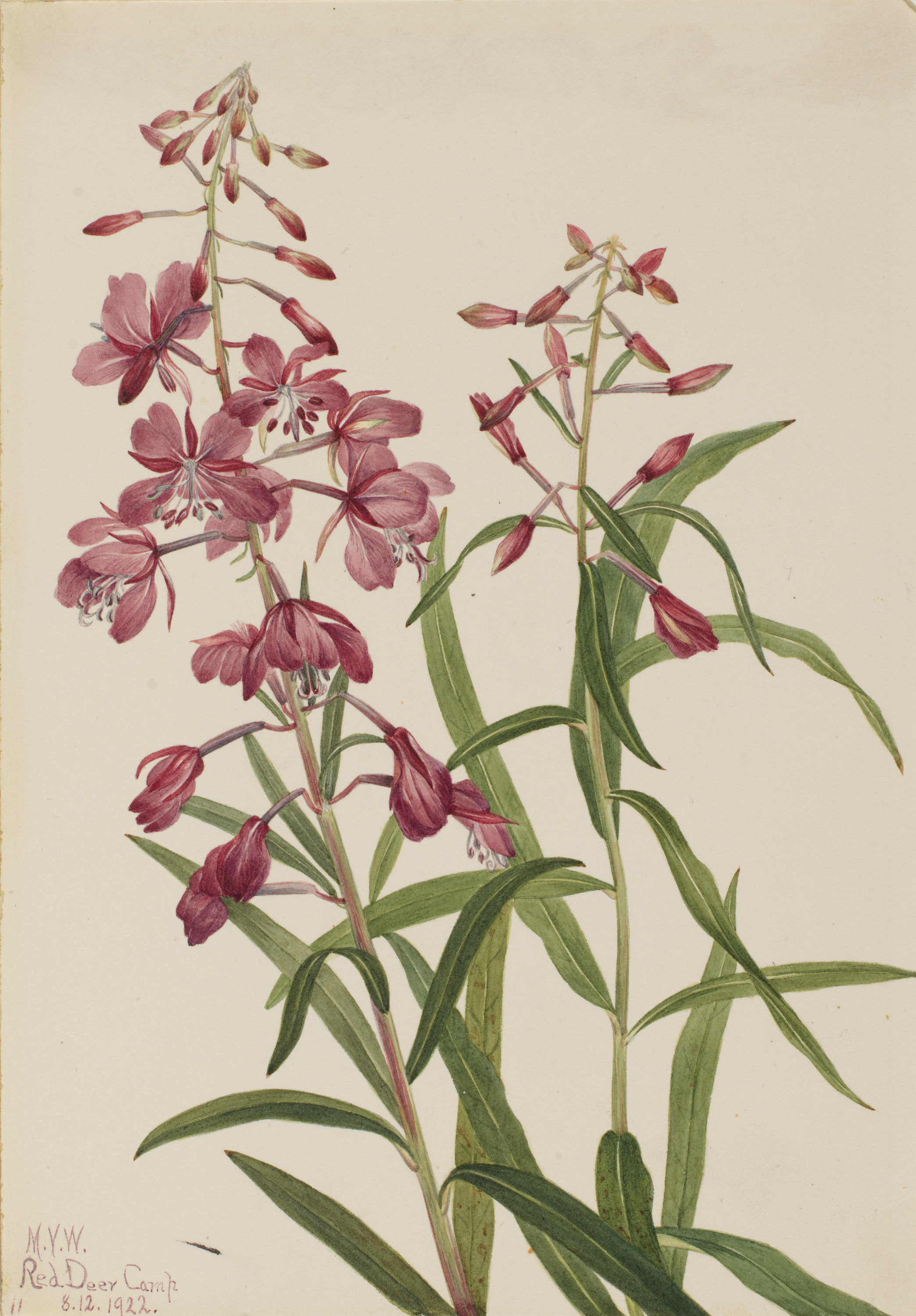 Mary Vaux Walcott, Fireweed (Epilobium angustifolium)