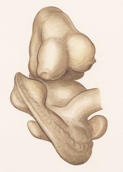 J Wetselaar-Whittaker, Rat embryo