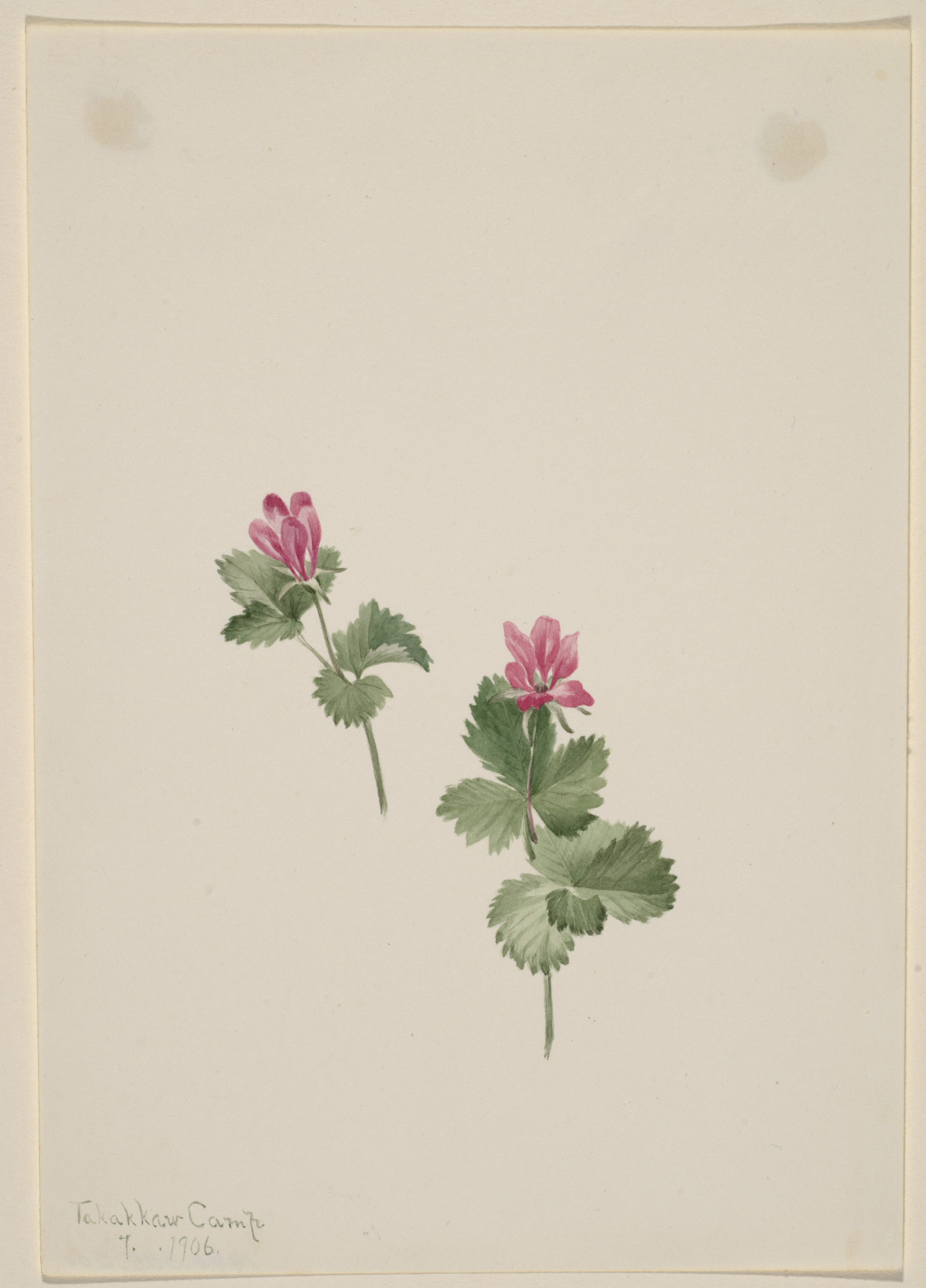 Mary Vaux Walcott, Rubus articus
