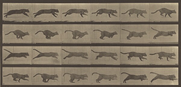 Eadweard J. Muybridge, Animal Locomotion