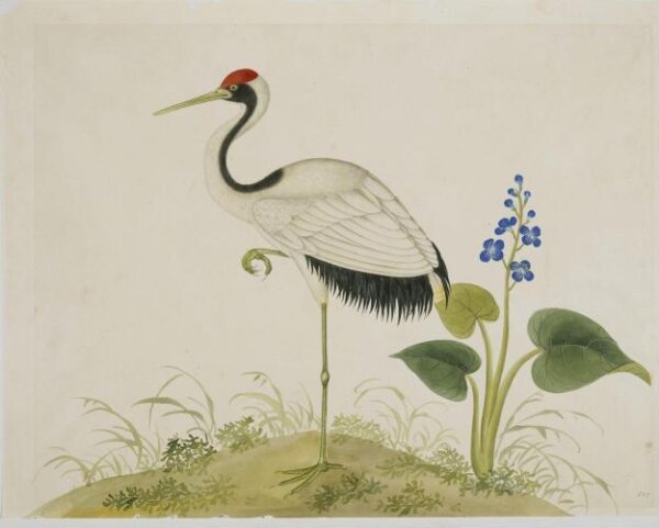 Unknown, Red-Crowned Crane