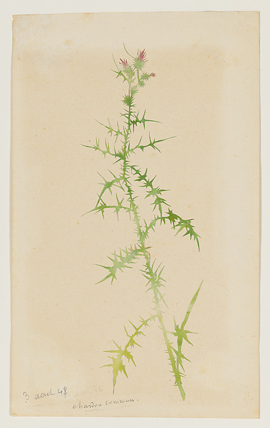 George Sand, Common Thistle (Chardon Commun)