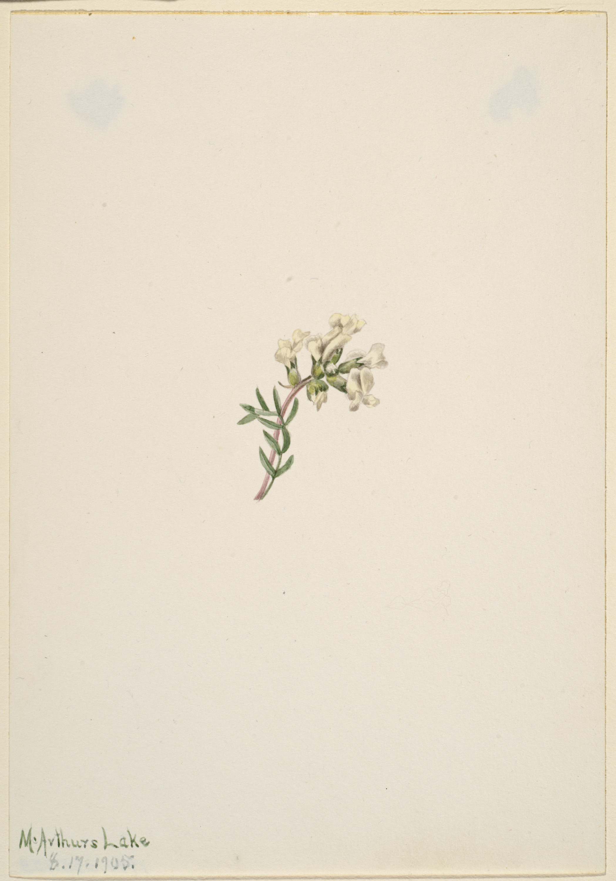 Mary Vaux Walcott, Untitled--Flower Study