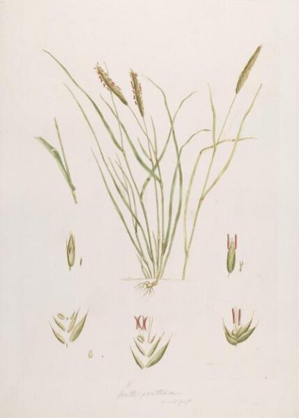 John Miller, Print