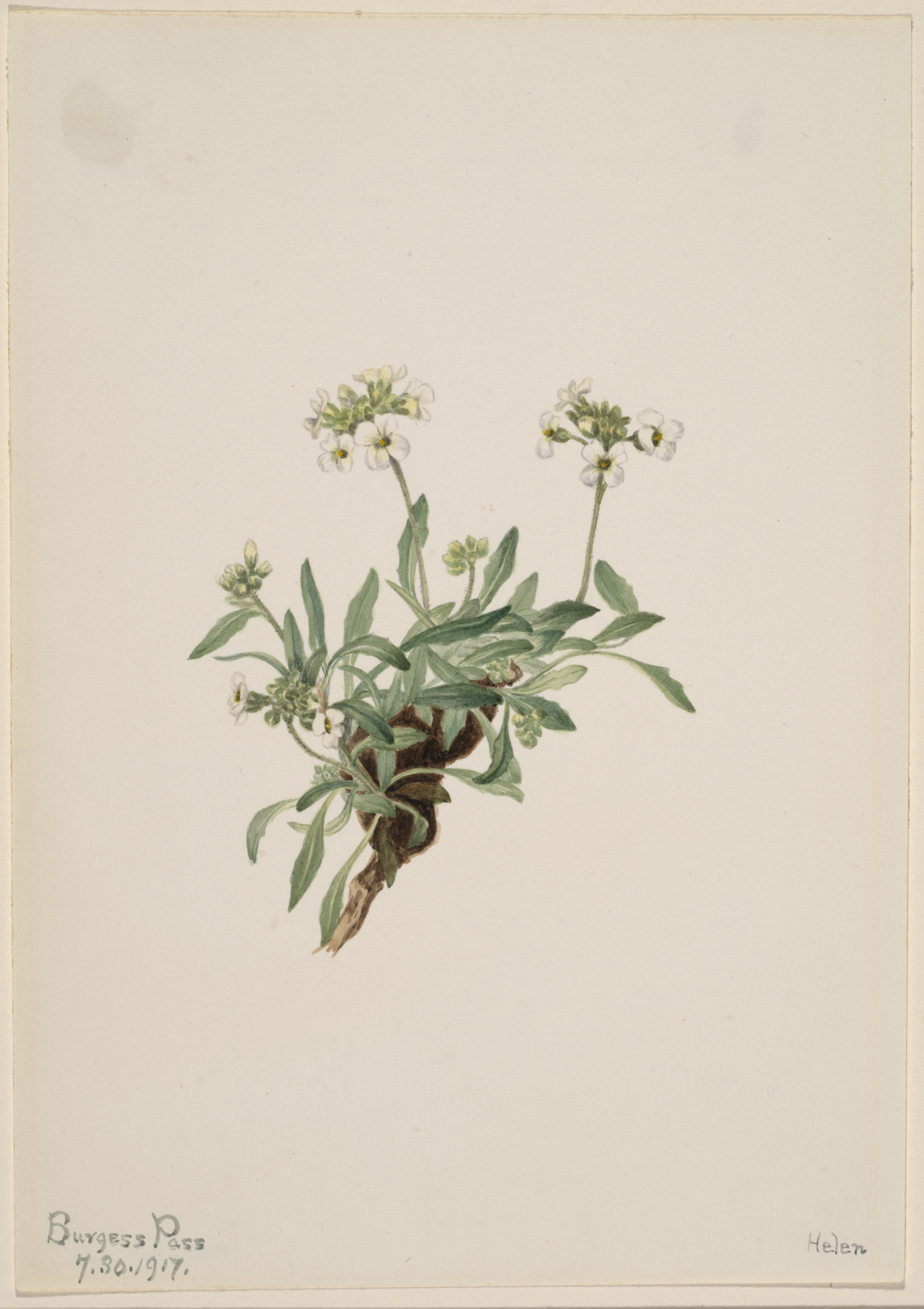 Mary Vaux Walcott, Arabis drummondii