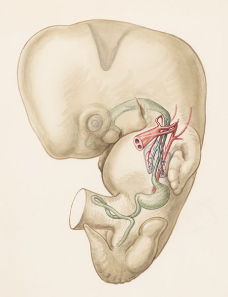 J Wetselaar-Whittaker, Internal organs of a human embryo