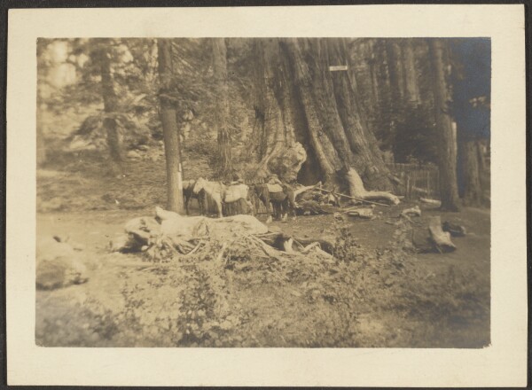 Louis Fleckenstein, [Pack Horses in Forest Clearing]