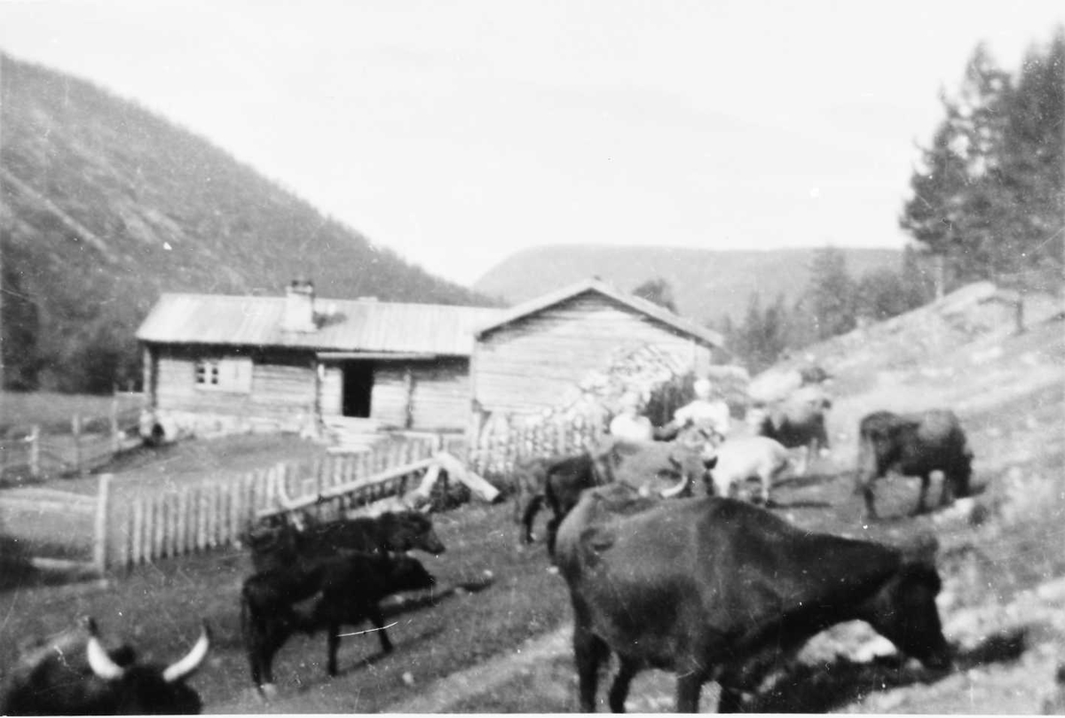 Rachel Haarseth, Sæterhus, kyr, personer, gjerde.
